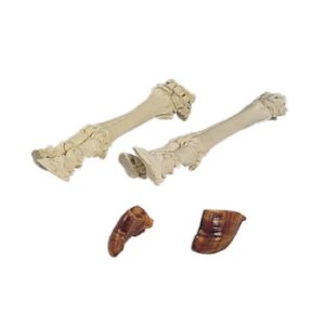 1 PE DE VACA (BOS TAURUS)