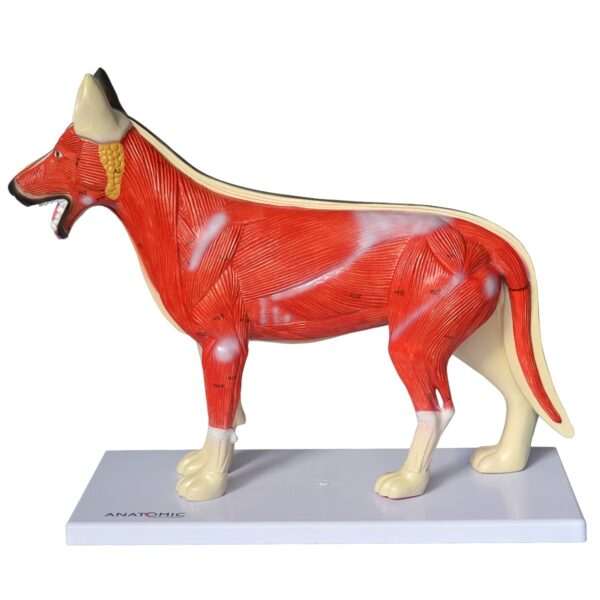 ANATOMIA DO CACHORRO