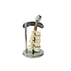 VERTEBRAS DEMONSTRACAO DA MOVIMENTACAO