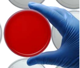 AGAR CLED (BI-PLACA) PCT/10 UND