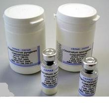 S. MUTANS 25175 KWIK STIK