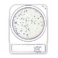 COMPACT DRY XBC 100 TESTES