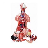 TORSO BISSEXUAL 85CM C/ 24 PTS E COLUNA