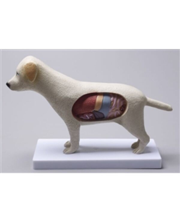 ANATOMIA DO CACHORRO